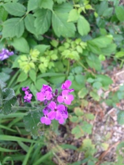 Hesperis pycnotricha