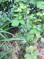 Hesperis pycnotricha
