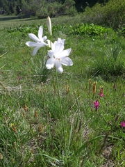 Paradisea liliastrum