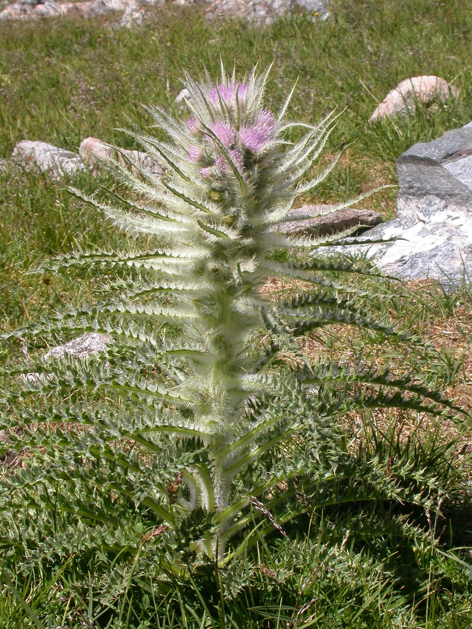 Cirsium scariosum