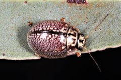 Paropsisterna decolorata