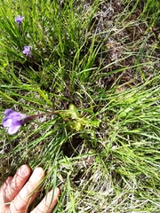Pinguicula leptoceras