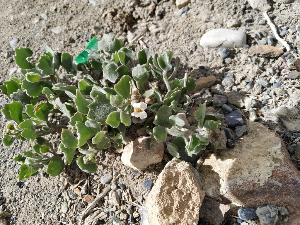 Christolea