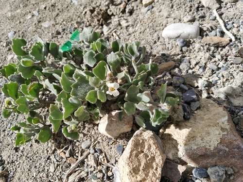 Christolea