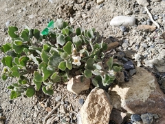 Christolea crassifolia