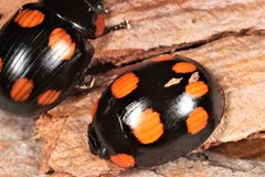 Paropsisterna sexpustulata