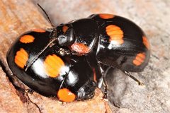 Paropsisterna sexpustulata