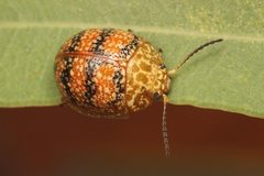 Paropsis obsoleta