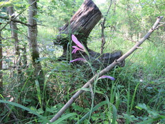 Gladiolus caucasicus