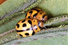 Peltoschema oceanicum