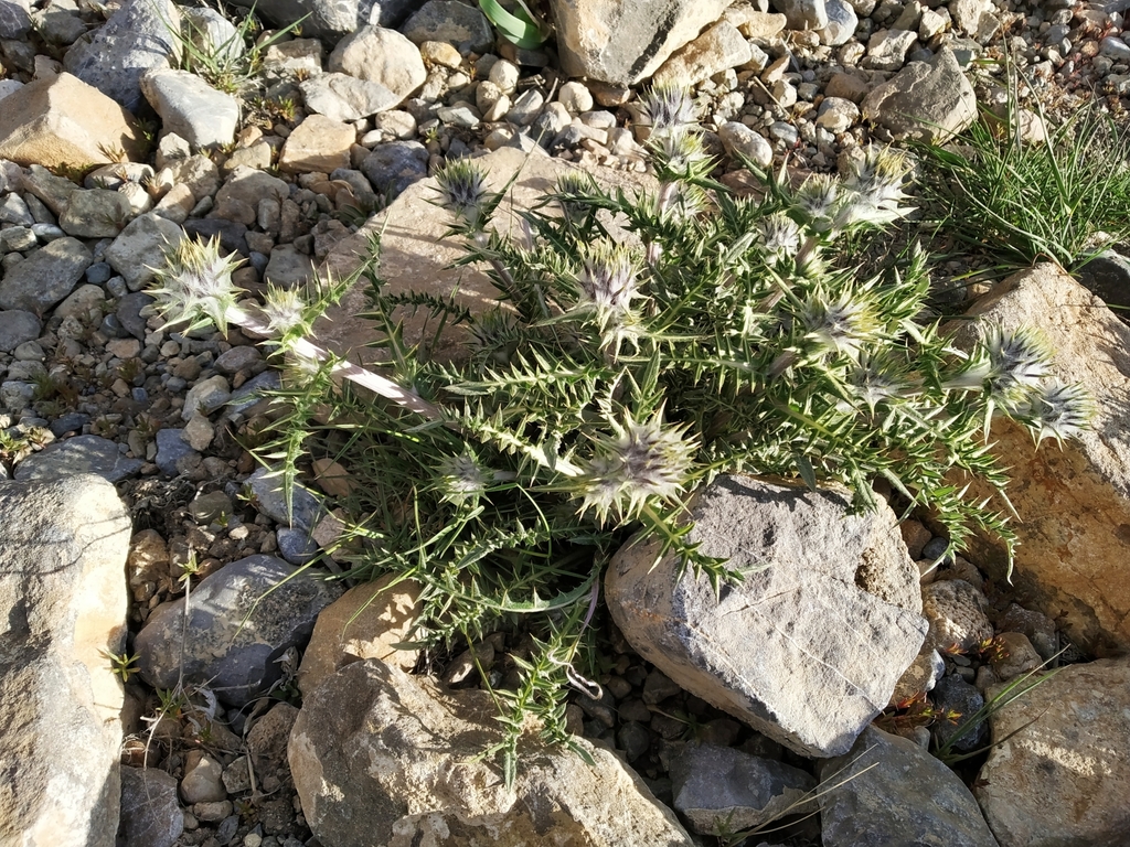 Ladakh Thistle