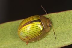 Paropsisterna hectica