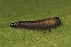 Paropsisterna hectica