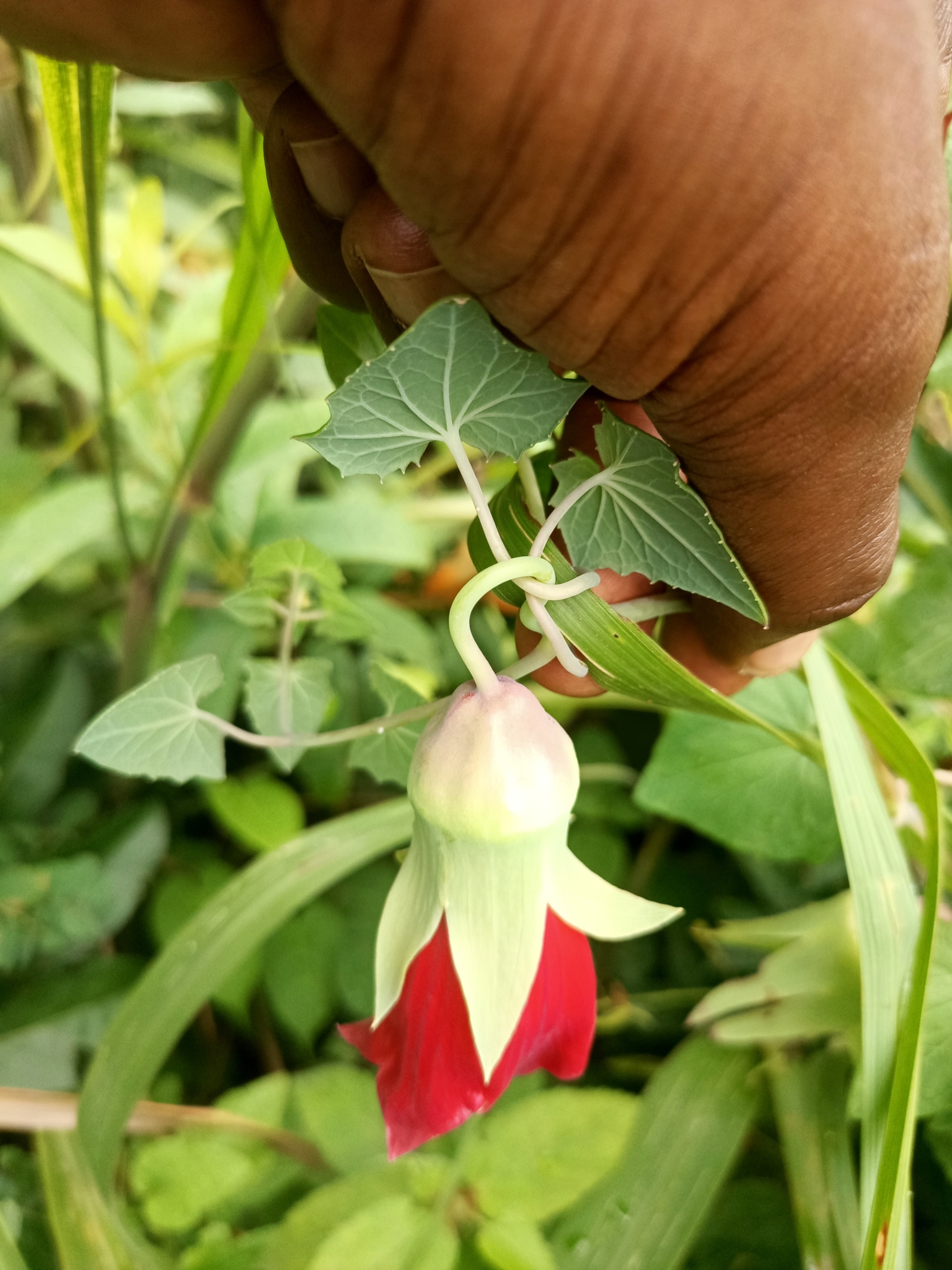 Canarina abyssinica