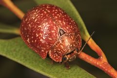 Paropsis variolosa
