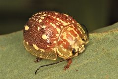 Paropsis marmorea