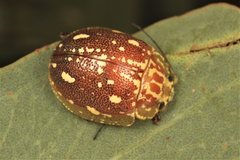 Paropsis marmorea