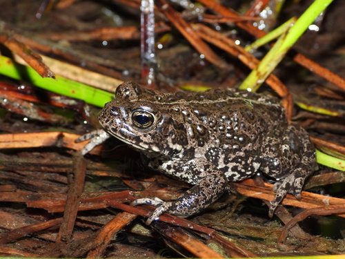 Railroad Valley Toad