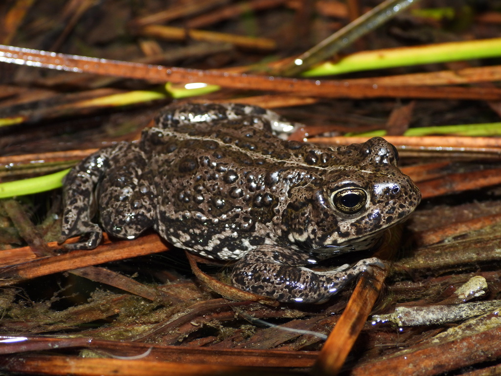 Anaxyrus nevadensis