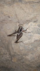 Pholidoptera pustulipes