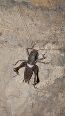 Pholidoptera pustulipes