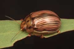 Paropsisterna insignita