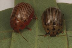 Paropsisterna lignea