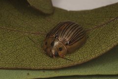 Paropsisterna lignea