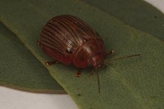 Paropsisterna lignea