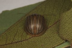 Paropsisterna lignea