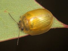 Paropsisterna hectica