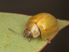 Paropsisterna hectica