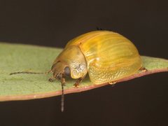Paropsisterna hectica