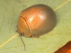 Paropsisterna crocata