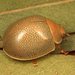 Paropsisterna crocata - Photo (c) Martin Lagerwey, algunos derechos reservados (CC BY-NC-SA), subido por Martin Lagerwey