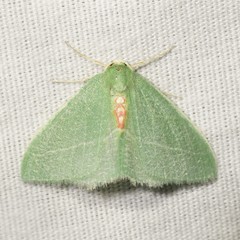 Chlorosea roseitacta