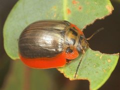 Paropsisterna agricola
