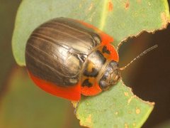 Paropsisterna agricola