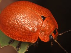 Paropsis augusta