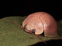 Paropsisterna crocata