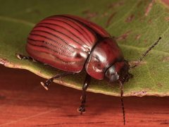 Paropsisterna gemina