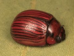 Paropsisterna gemina