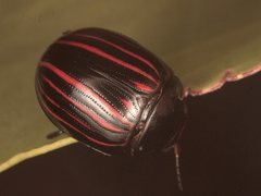 Paropsisterna gemina