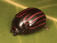 Paropsisterna gemina