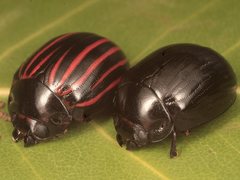 Paropsisterna gemina