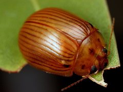 Paropsisterna intacta