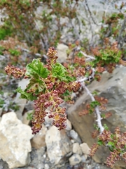 Ribes orientale