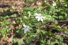 Anemonoides amurensis
