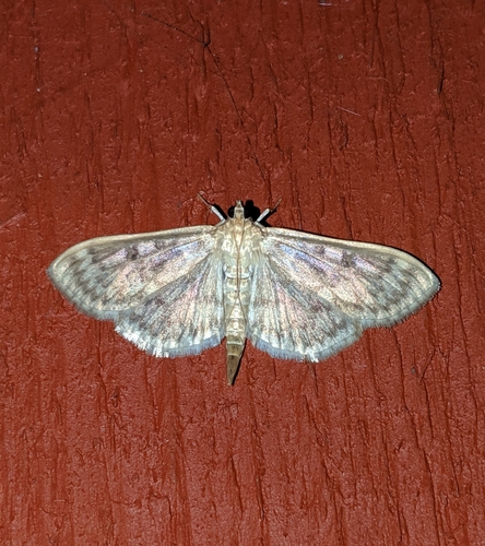 Northern Herpetogramma