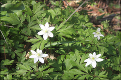 Anemonoides amurensis